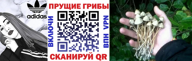 Галлюциногенные грибы Cubensis  наркота  Кисловодск 